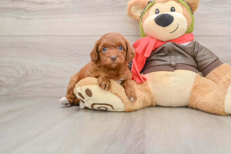 Small Cavapoo Baby