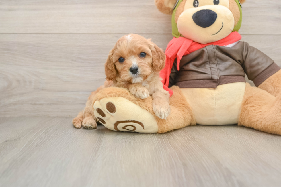Cavapoo Puppy for Adoption