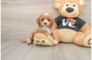 Cavapoo Pup Being Cute