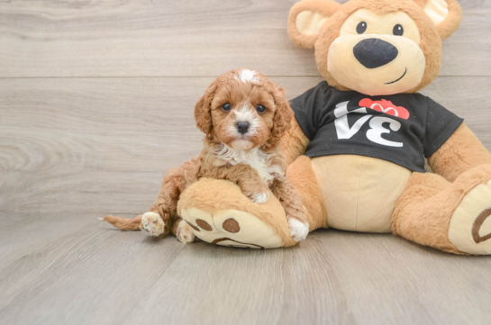 Cavapoo Pup Being Cute