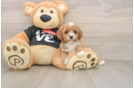 Friendly Cavapoo Baby