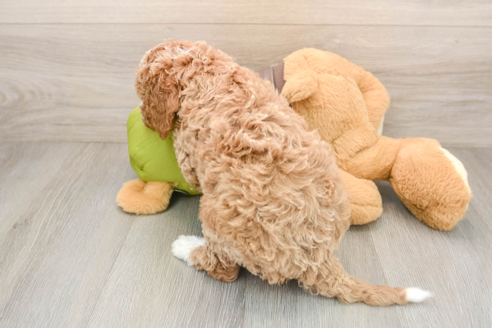 Cavapoo Puppy for Adoption