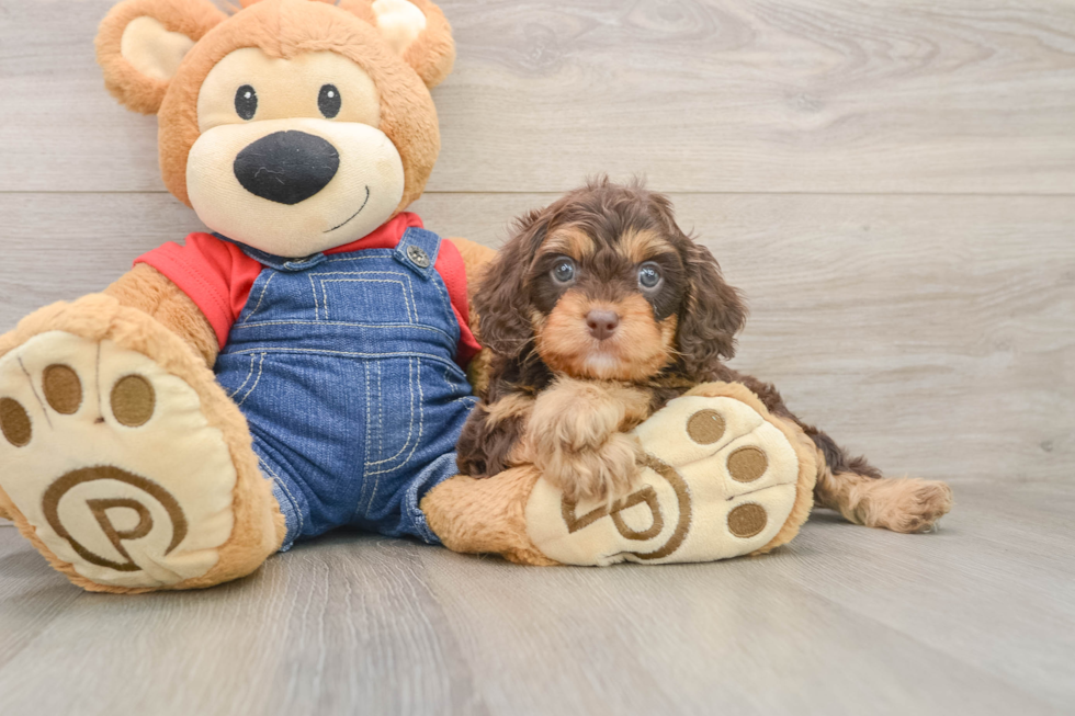 Cavapoo Puppy for Adoption