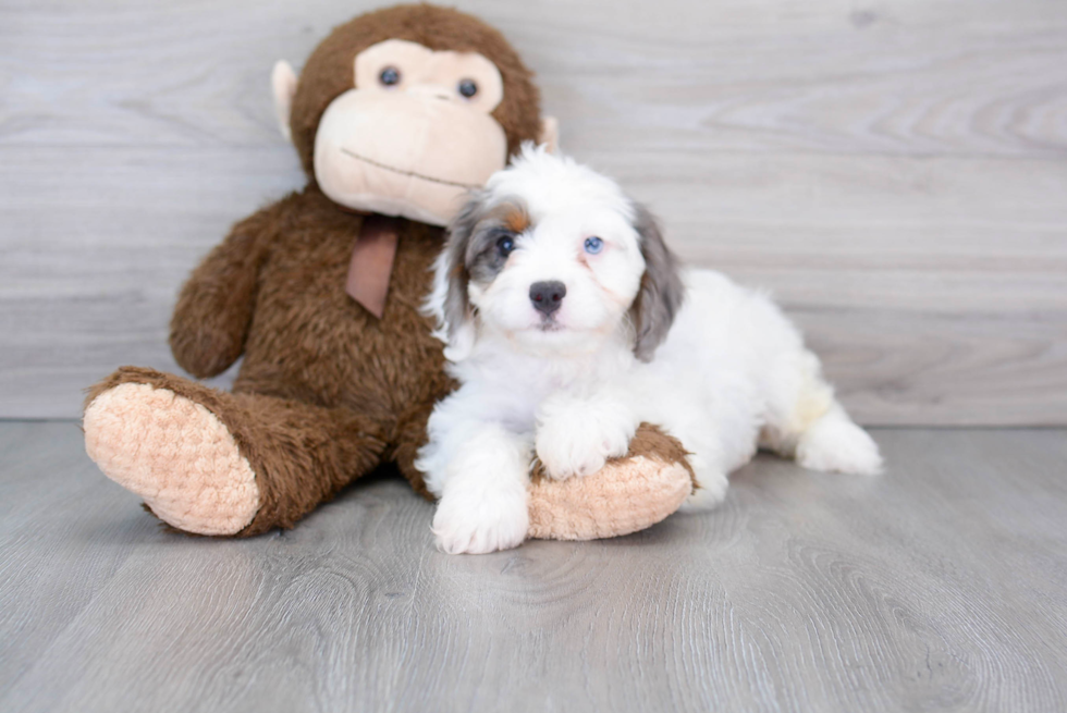 Sweet Cavapoo Baby