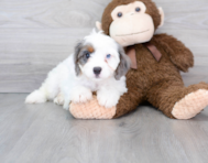 9 week old Cavapoo Puppy For Sale - Puppy Love PR