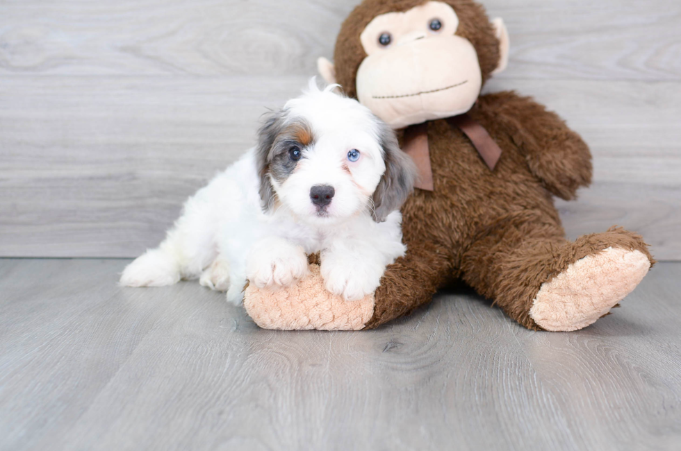 9 week old Cavapoo Puppy For Sale - Puppy Love PR