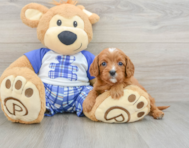 9 week old Cavapoo Puppy For Sale - Puppy Love PR