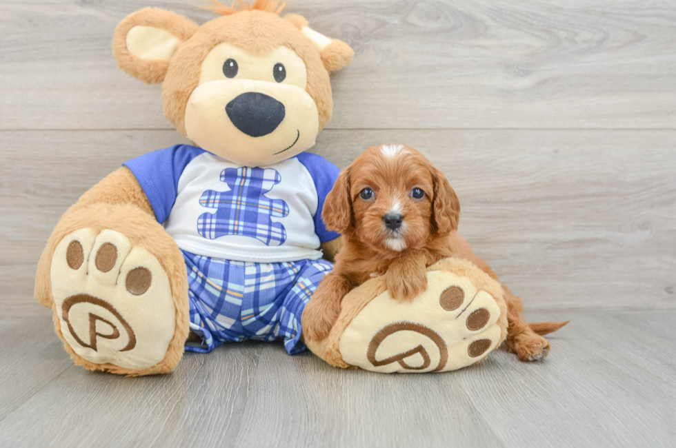 8 week old Cavapoo Puppy For Sale - Puppy Love PR