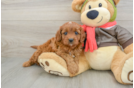 Happy Cavapoo Baby