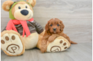 Hypoallergenic Cavadoodle Poodle Mix Puppy