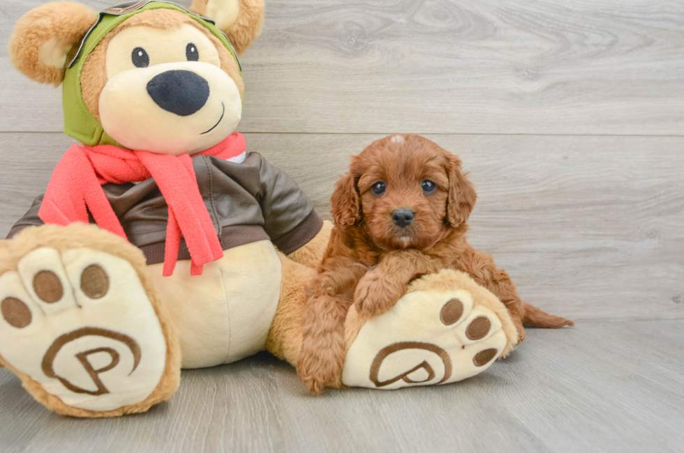5 week old Cavapoo Puppy For Sale - Puppy Love PR