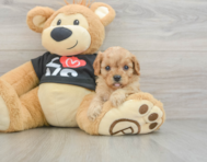 7 week old Cavapoo Puppy For Sale - Puppy Love PR