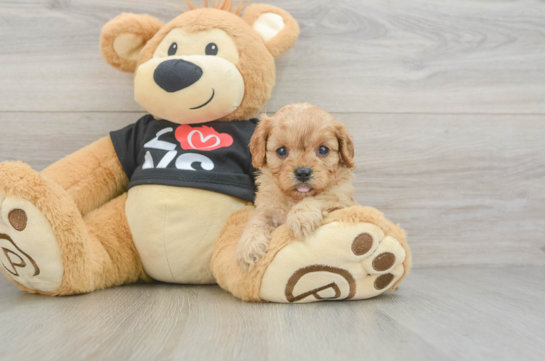 Cavapoo Pup Being Cute