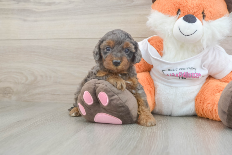 Popular Cavapoo Poodle Mix Pup