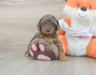 8 week old Cavapoo Puppy For Sale - Puppy Love PR