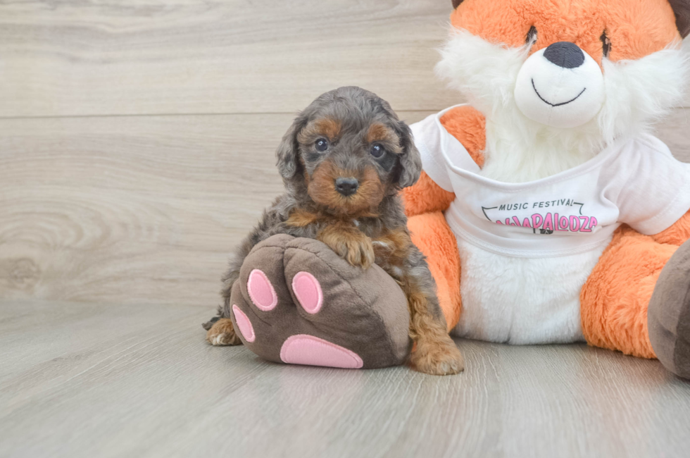 6 week old Cavapoo Puppy For Sale - Puppy Love PR