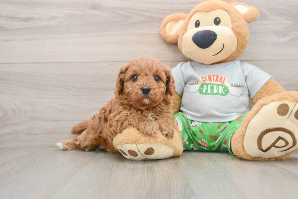 Hypoallergenic Cavadoodle Poodle Mix Puppy