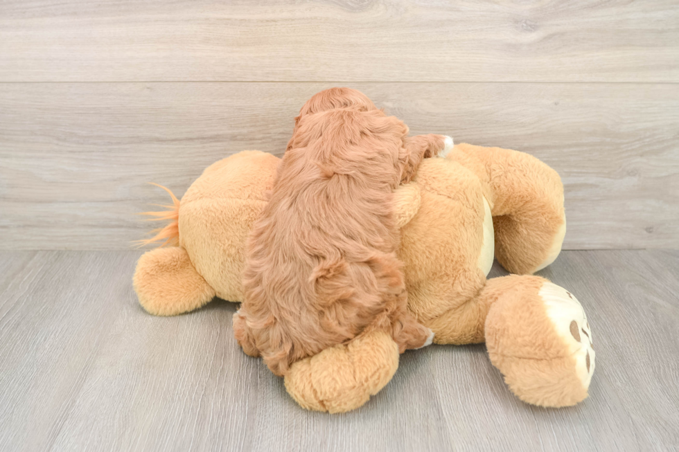 Happy Cavapoo Baby