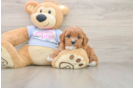 Small Cavapoo Baby