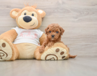 7 week old Cavapoo Puppy For Sale - Puppy Love PR