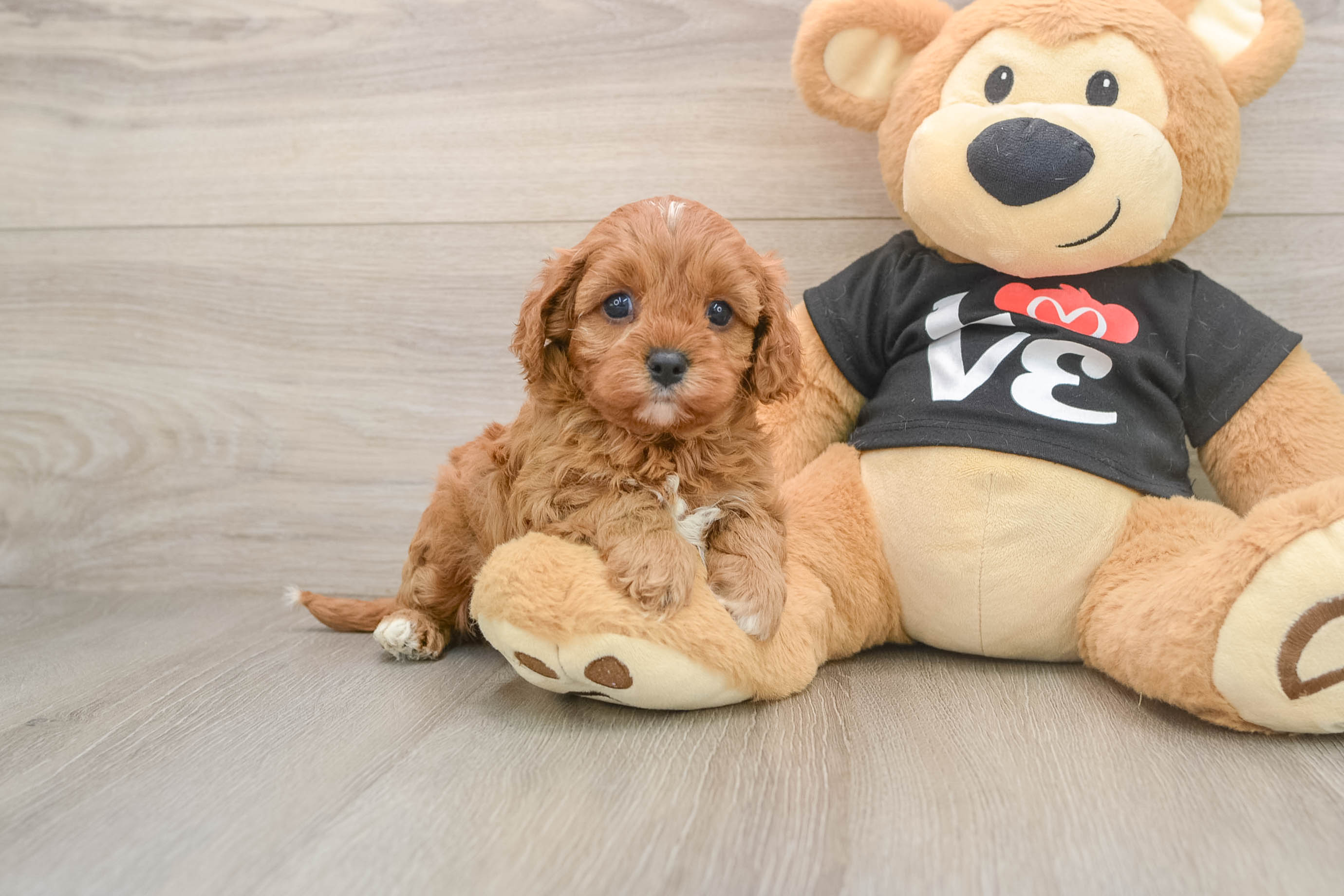 Cavapoo Pup Being Cute