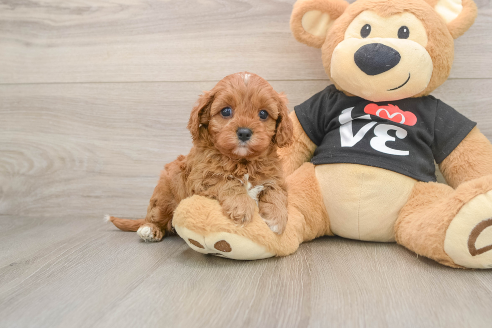 Cavapoo Pup Being Cute