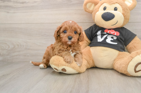 Cavapoo Pup Being Cute
