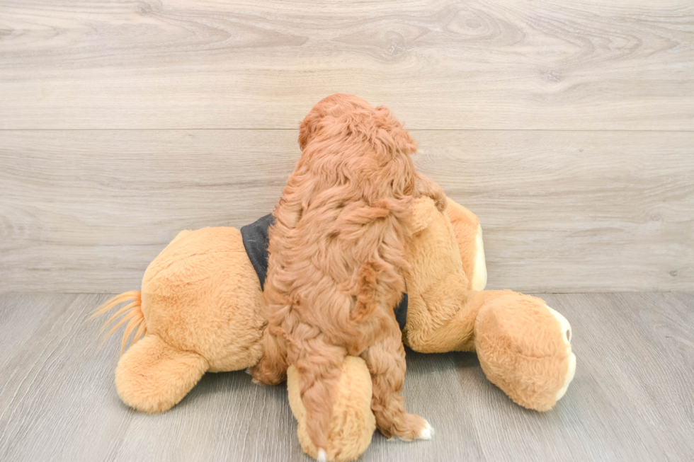 Small Cavapoo Baby