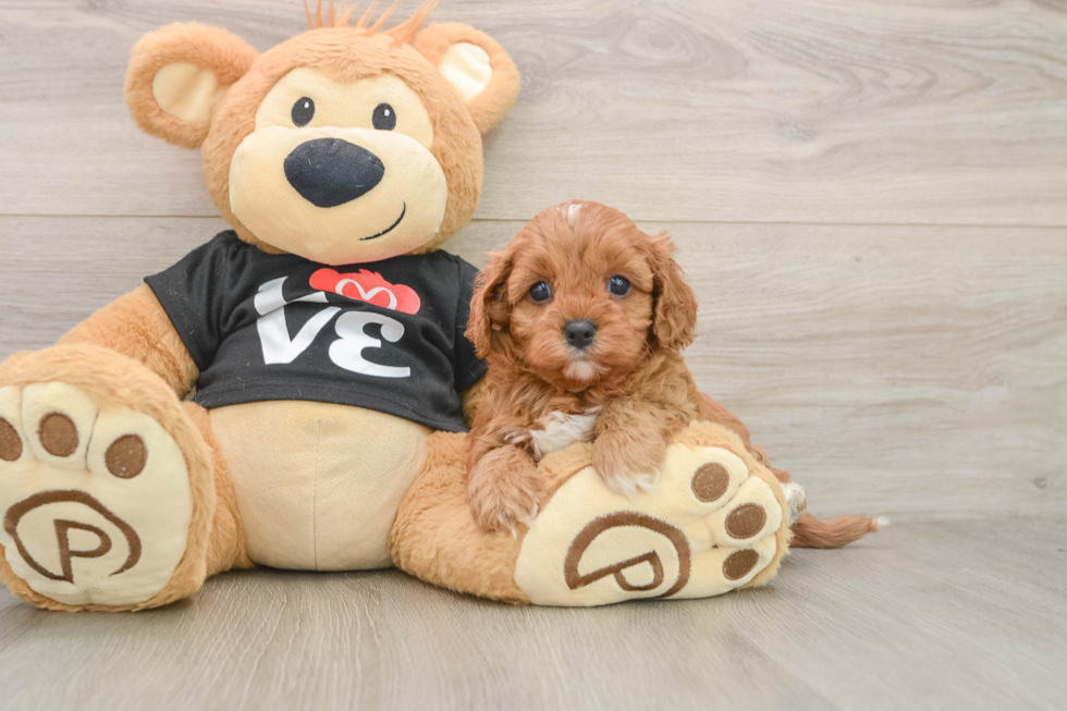 Cavapoo Pup Being Cute