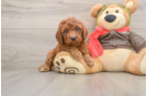 Small Cavapoo Baby