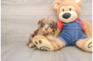 Cavapoo Puppy for Adoption