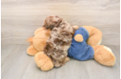 Cavapoo Pup Being Cute