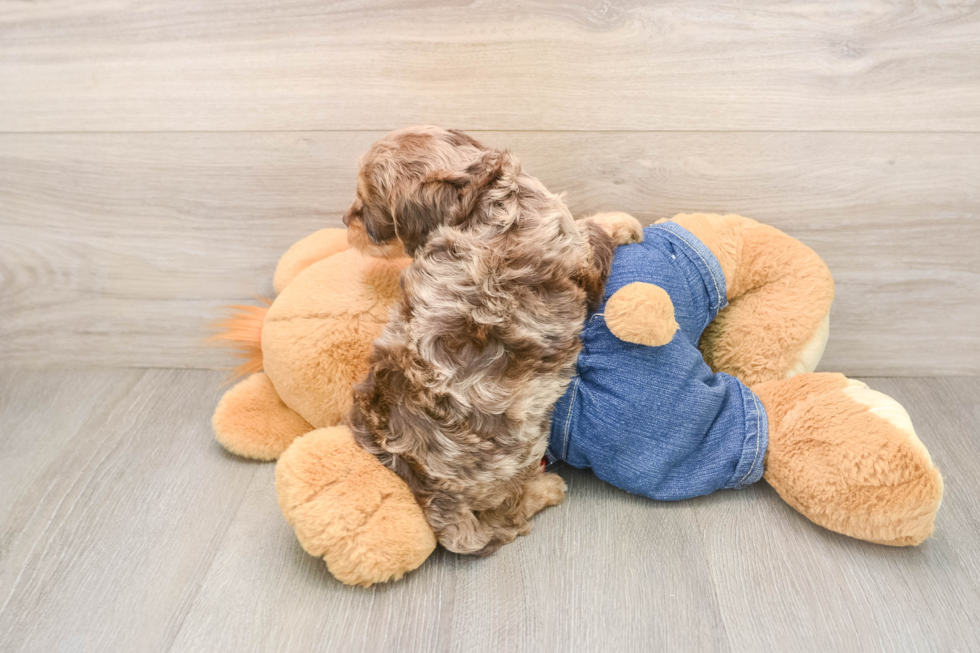 Cavapoo Pup Being Cute