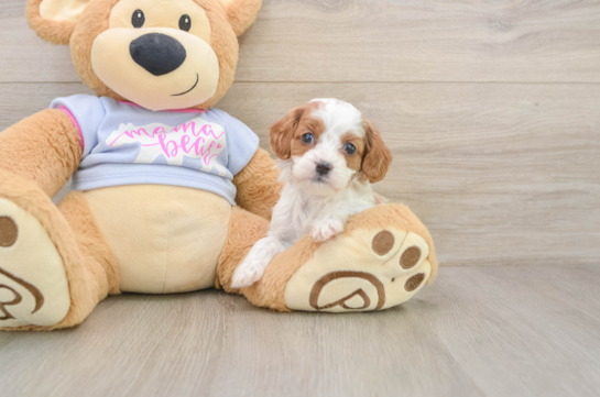 Best Cavapoo Baby