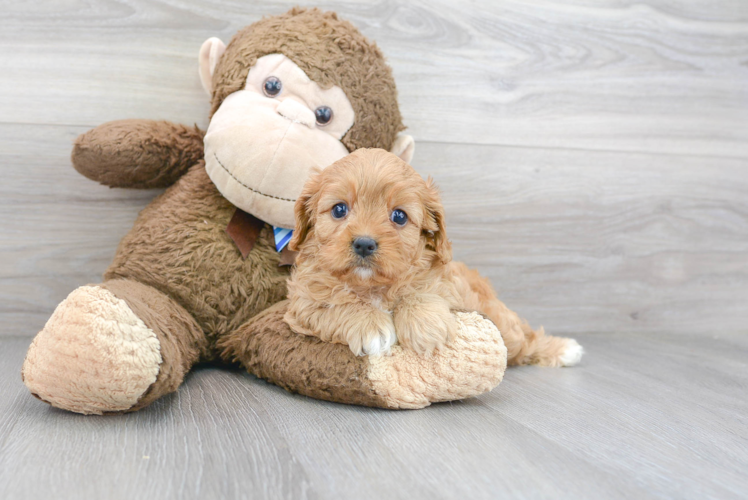 Cute Cavapoo Poodle Mix Pup