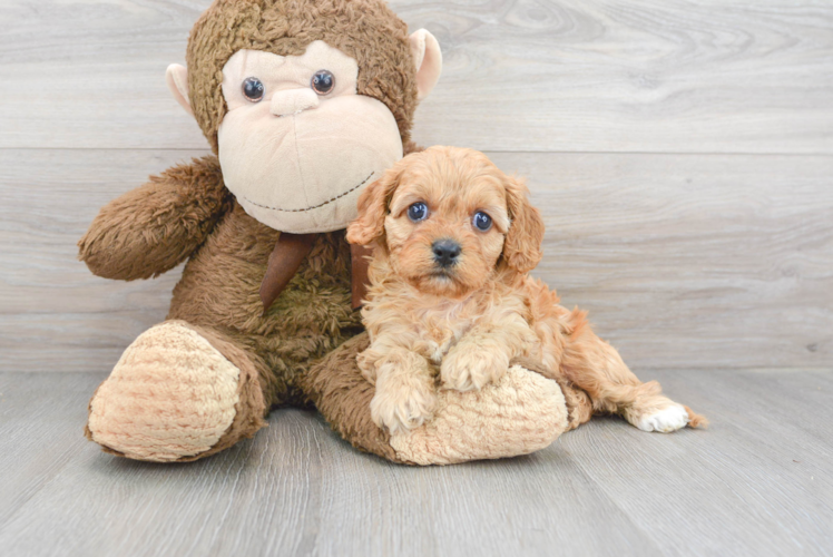 Meet Kandace - our Cavapoo Puppy Photo 1/3 - Puppy Love PR Cavapoo Puppy for Adoption