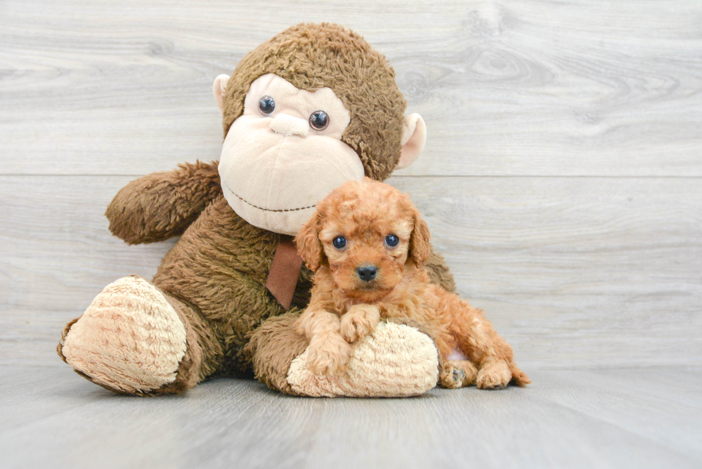 Cute Cavapoo Baby