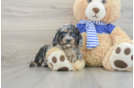 Cavapoo Pup Being Cute