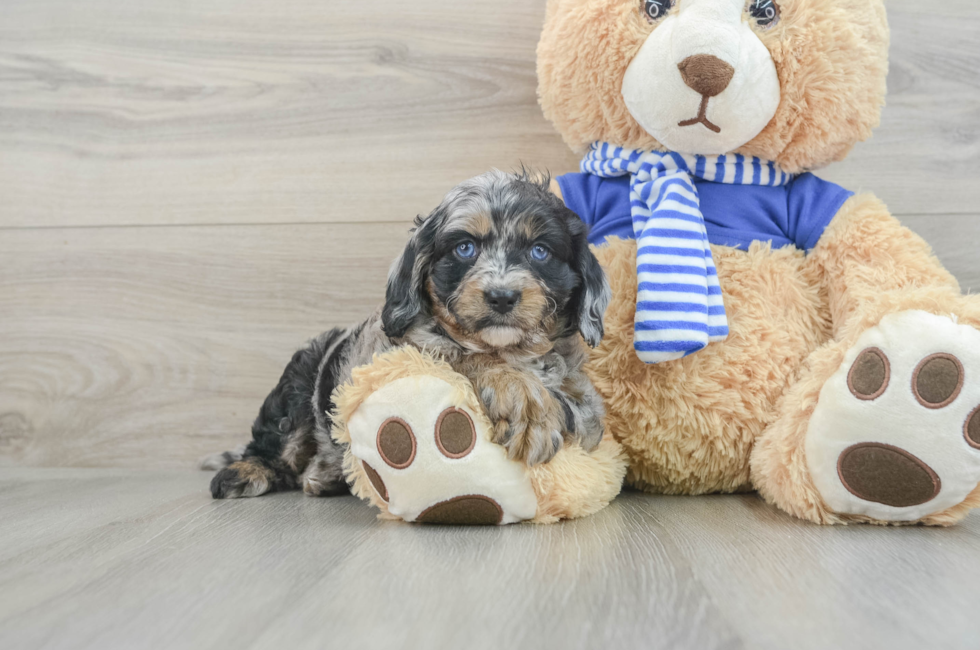 6 week old Cavapoo Puppy For Sale - Puppy Love PR