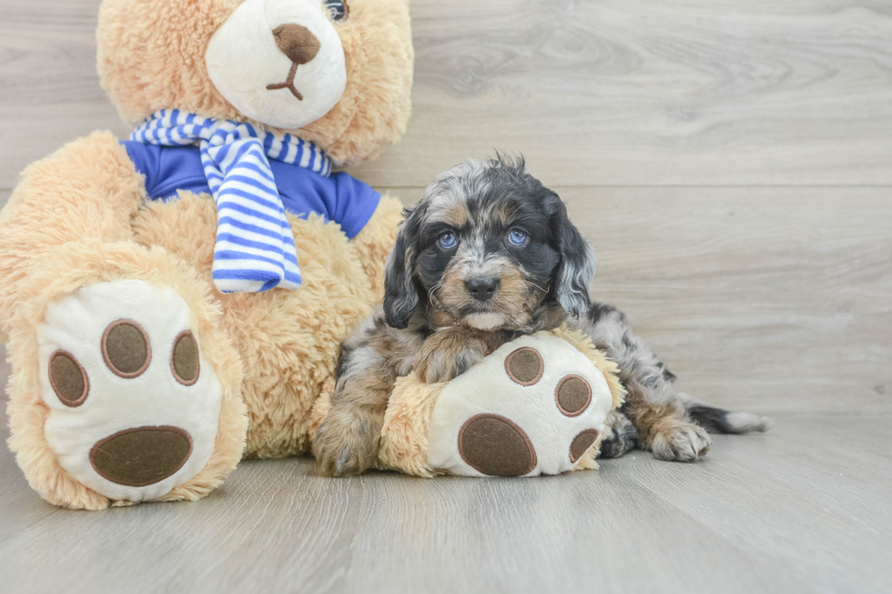 Cavapoo Pup Being Cute