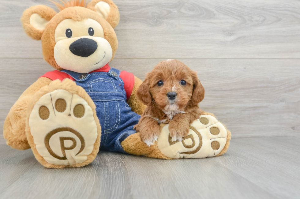 7 week old Cavapoo Puppy For Sale - Puppy Love PR