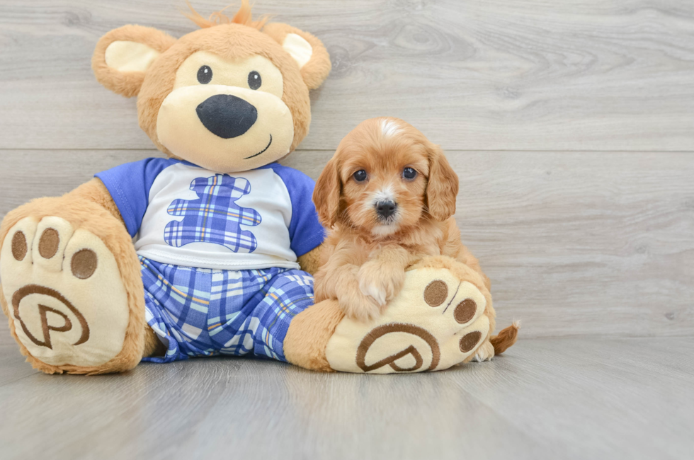 10 week old Cavapoo Puppy For Sale - Puppy Love PR
