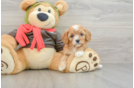 Cavapoo Puppy for Adoption
