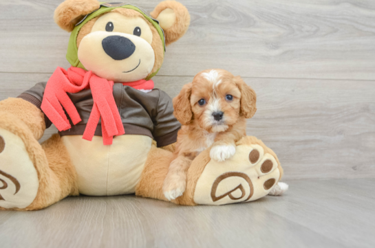 Cavapoo Puppy for Adoption