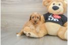Cavapoo Puppy for Adoption