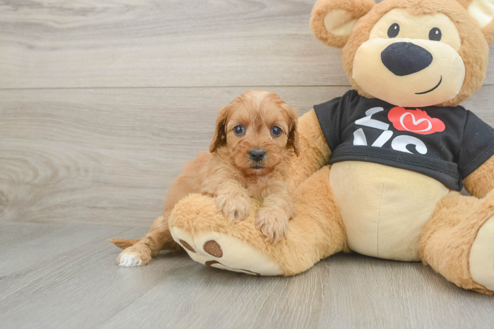Cavapoo Puppy for Adoption