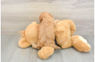 Best Cavapoo Baby