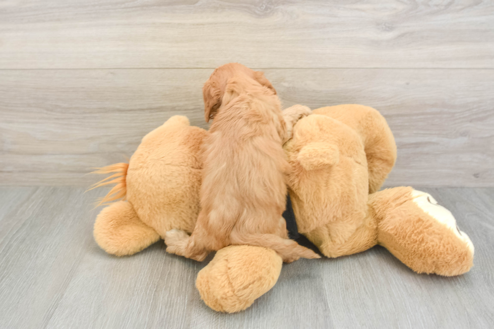 Best Cavapoo Baby