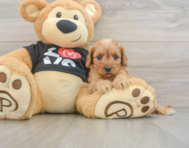 7 week old Cavapoo Puppy For Sale - Puppy Love PR