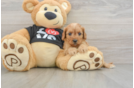 Playful Cavapoodle Poodle Mix Puppy
